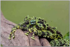 frogs_AAA4207.jpg