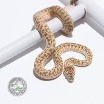 super caramel zebra jag male.jpg