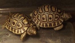 baby leopard tortoises..jpg