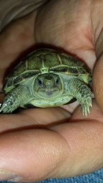 baby Russian tortoises..jpg