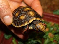 baby red foot tortoises..jpg