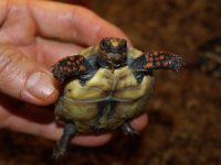 baby red foot tortoises.jpg