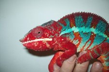 ZephyrosAdult1.jpg