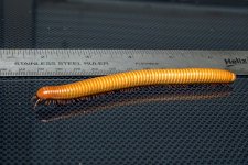 Desert Millipede.jpg