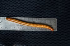 Desert Millipede 3.jpg