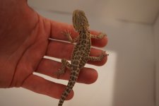leatherbackhethypohettransprobfem.jpg
