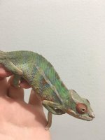 5MonthMale13(1).jpg