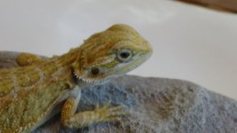 DSC00451.jpg