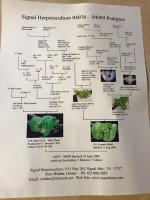 gtp pedigree.jpg