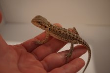 leatherbackhethypohettransprobfem2.jpg