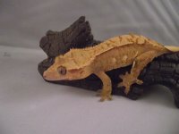 DSCF6129.jpg