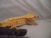 DSCF6125.jpg