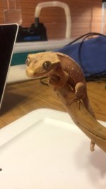 Image1464306327.426141.jpg