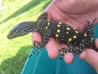 croc monitor babies1.jpg