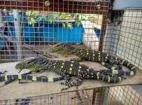 croc monitor babies2.jpg