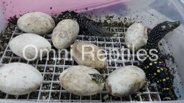 Croc monitor babies.jpg