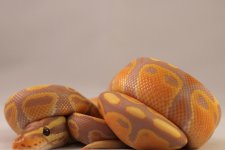 IMG_0196.jpg