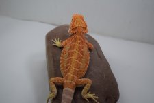 hypo leather het trans male.jpg