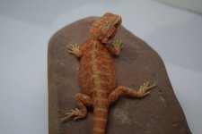 DSC_0513.jpg