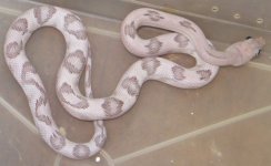 silver suboc male B (more contrast).jpg