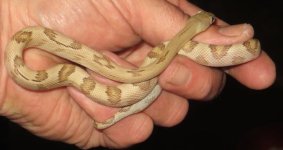 blonde male suboc.jpg