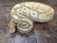 bananabutter2.jpg