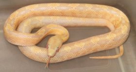 albino male suboc.jpg