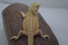 GS Hypo 50% Trans male.jpg