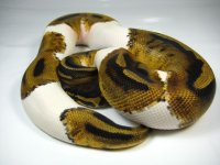ball piebald.jpg