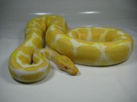 ball albino.jpg