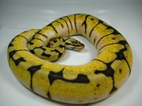 ball bumble bee.jpg
