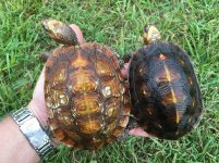 Oaxaca wood turtle pair.jpg