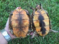Oaxaca wood turtle pair1.jpg