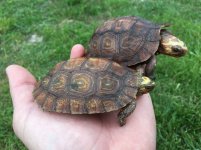 Oaxaca wood turtle females.jpg