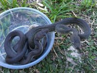 Macklotts pythons.jpg