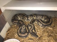 Mojave.jpeg