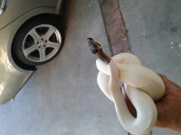 Ev8.jpg
