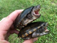Florida Mud Turtles.jpg