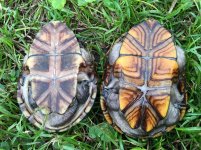 Florida Mud Turtles 1.jpg