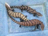 Adult Blue Tongue Skinks.jpg