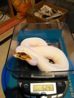 spied scale.jpg