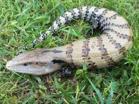 Adult Blue Tongue Skinks1.jpg
