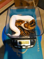 pied scale.jpg
