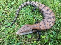 Adult Blue Tongue Skinks2.jpg