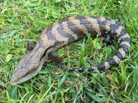 Adult Blue Tongue Skinks3.jpg