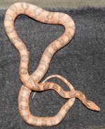 coral ghost female_006.jpg