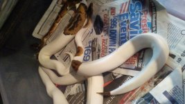 hi white pied.jpg