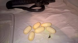 WP_20160403_18_44_15_Pro.jpg
