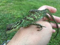 Sailfin Dragon Baby.jpg