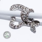 axanthic jag male 2.jpg